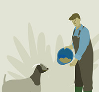 illustration of farmer feeding a goat
